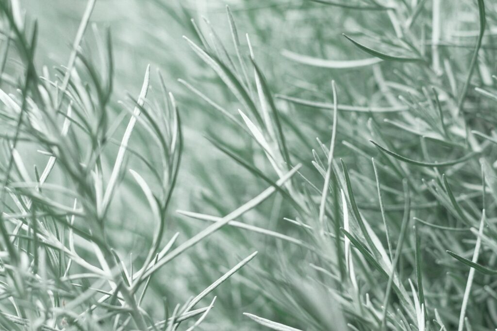 green grass in close up photography