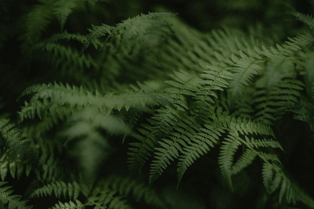 a close up of a green plant with lots of leaves